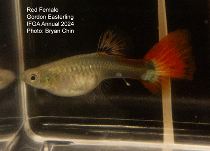 female guppy red